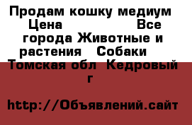 Продам кошку медиум › Цена ­ 6 000 000 - Все города Животные и растения » Собаки   . Томская обл.,Кедровый г.